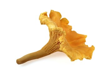 CHANTERELLE MUSHROOM cantharellus cibarius AGAINST WHITE BACKGROUND