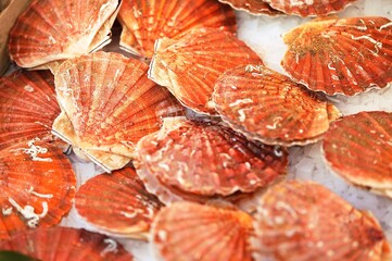 FRESH SCALLOPS pecten maximus ON ICE