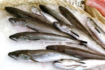 FRESH HAKE ON ICE