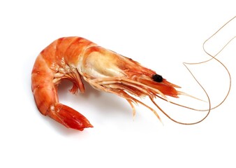 PRAWN AGAINST WHITE BACKGROUND