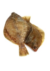 FRESH BRILL AGAINST WHITE BACKGROUND