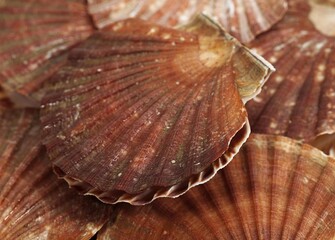 FRESH SCALLOPS pecten maximus