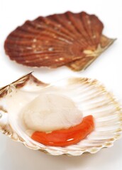 FRESH SCALLOPS pecten maximus AGAINST WHITE BACKGROUND