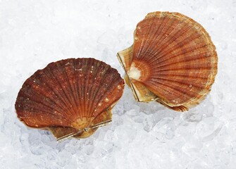 FRESH SCALLOPS pecten maximus ON ICE