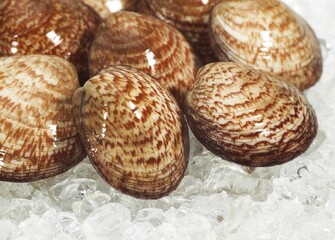 DOG COCKLE SHELL glycymeris glycymeris ON ICE