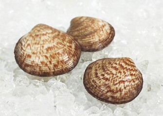 DOG COCKLE SHELL glycymeris glycymeris ON ICE