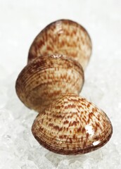 DOG COCKLE SHELL glycymeris glycymeris ON ICE