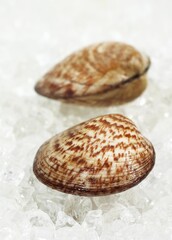 DOG COCKLE SHELL glycymeris glycymeris ON ICE