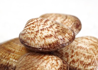 DOG COCKLE SHELL glycymeris glycymeris