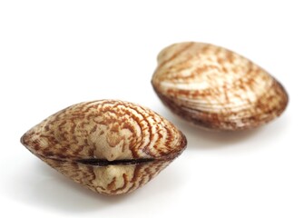 DOG COCKLE SHELL glycymeris glycymeris