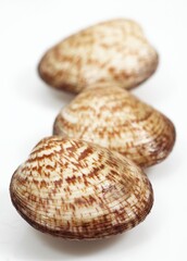 DOG COCKLE SHELL glycymeris glycymeris