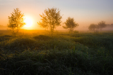 sunrise in the field