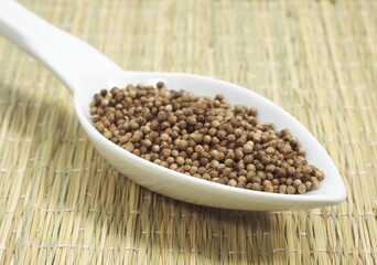 CORIANDER SEEDS coriandrum sativum