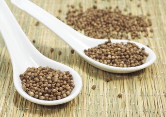 CORIANDER SEEDS coriandrum sativum