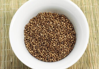 CORIANDER SEEDS coriandrum sativum
