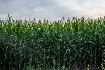 Fototapeta premium Green cornfield