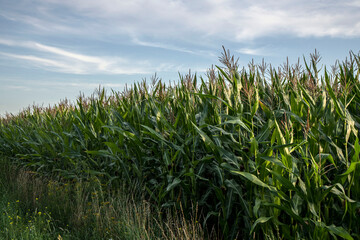 Green cornfield