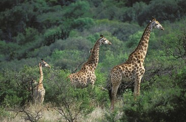 ROTHSCHILD'S GIRAFFE giraffa camelopardalis rothschildi, GROUPIN BUSH, KENYA
