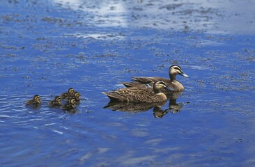 PACIFIC BLACK DUCK anas superciliosa, PAIR WITH CHIKS ON WATER, AUSTRALIA