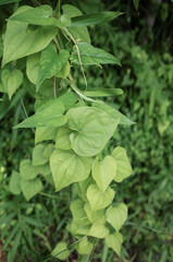 蔦の葉