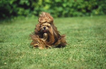 SHI TZU DOG, ADULT ON GRASS