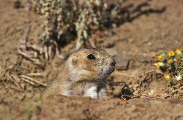 BLACK-TAILED PRAIRIE DOG cynomys ludovicianus, HEAD OF ADULT EMERGING FROM DEN, WYOMING