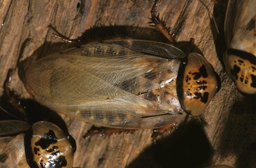 COCKROACH eublaberus distanti, WEST INDIES