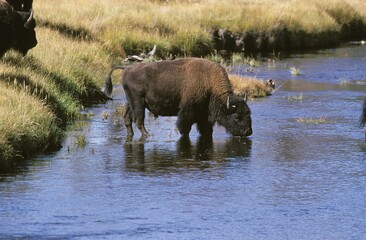 AMERICAN BISON bison bison, ADULT DRINKING IN RIVER, YELLOWSTONE PARK WYOMING