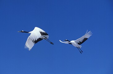 Fototapeta na wymiar JAPANESE CRANE grus japonensis, FLYING AGAINST BLUE SKY, HOKKAIDO IN JAPAN