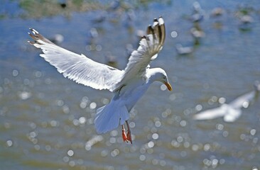 HERRING GULL larus argentatus, ADULT FLYING, BRETAGNE IN FRANCE