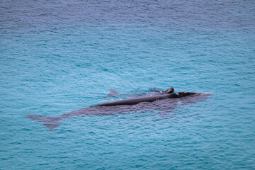 Obraz premium Southern right whales. Couple cow and calf swimming on the surface of the ocean. Isolated individuals. Nursing area at Head of Bight, Nullarbor, South Australia
