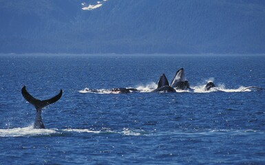 Fototapeta premium HUMPBACK WHALE megaptera novaeangliae, GROUP DOING A CIRCLE TO CATCH KRILL, ALASKA