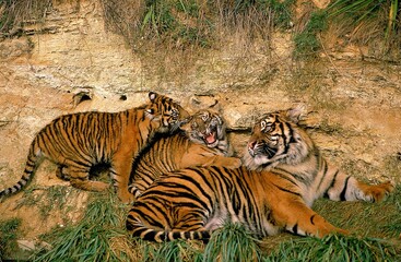 Fototapeta na wymiar SUMATRAN TIGER panthera tigris sumatrae, FEMALE WITH TWO CUBS