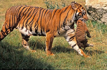 SUMATRAN TIGER panthera tigris sumatrae, MOTHER CARRYING BABY IN MOUTH