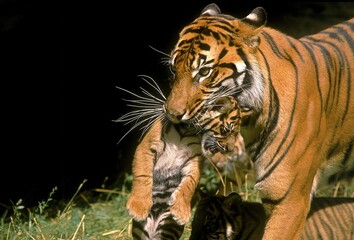 SUMATRAN TIGER panthera tigris sumatrae, FEMALE CARRYING BABY IN MOUTH