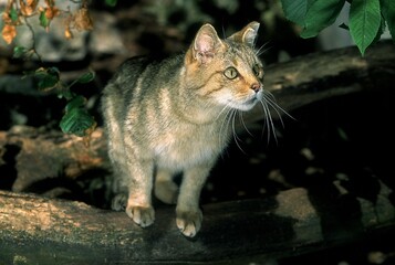 EUROPEAN WILDCAT felis silvestris, FRANCE