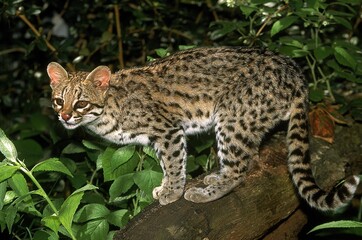 Naklejka na ściany i meble TIGER CAT OR ONCILLA leopardus tigrinus