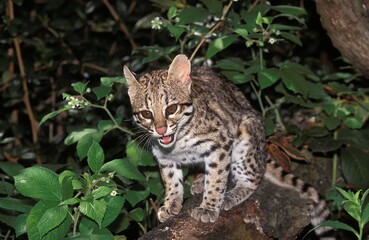 Naklejka na ściany i meble TIGER CAT OR ONCILLA leopardus tigrinus