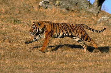 Fototapeta premium BENGAL TIGER panthera tigris tigris, ADULT RUNNING