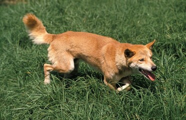 DINGO canis familiaris dingo, ADULT IN GRASS, AUSTRALIA