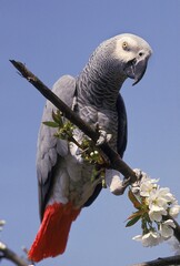 AFRICAN GREY PARROT psittacus erithacus, ADULT ON BRANCH