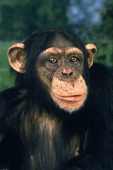 CHIMPANZEE pan troglodytes, HEAD OF ADULT