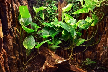 Zoo display, terrarium with colorful plants and tree logs close-up. Zoology, biology, wildlife,...