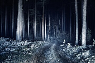Illuminated snow-covered S shape rural road through the tall trees at night, Germany. Scary forest...