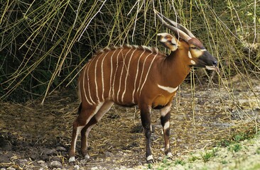 MALE BONGO taurotragus euryceros
