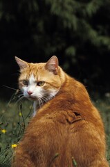 RED AND WHITE DOMESTIC CAT, ADULT MALE