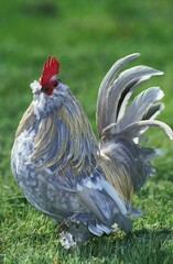 COCK BARBU D'UCCLE, BELGIUM