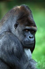EASTERN LOWLAND GORILLA gorilla gorilla graueri, HEAD OF MALE