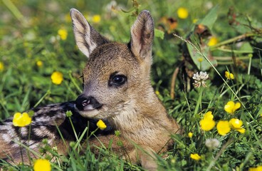 ROE DEER capreolus capreolus, FAWN LAYING DOWN WITH YELLOW FLOWERS, NORMANDY IN FRANCE