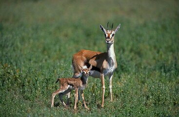 THOMSON'S GAZELLE gazella thomsoni, FEMALE WITH ITS NEW BORN CALF, KENYA